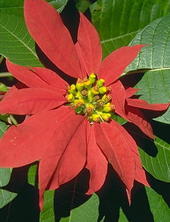 stella natalizia